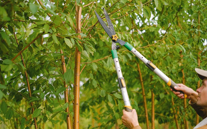 Tree trimming in Craigsville, WV